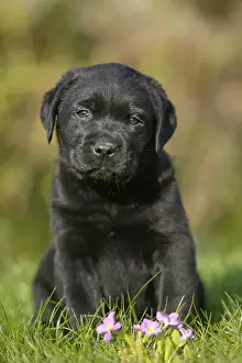 Dog - Black Labrador Retriever puppy