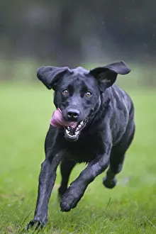 Dog - Black Labrador - running in garden