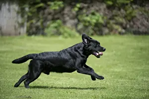 Gardens Prints: DOG - Black labrador running in garden