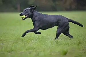 Dog - Black Labrador - running in garden - with tennis ball in mouth