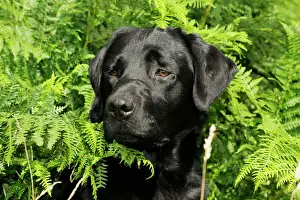 Dog. Black labrador sitting in ferns