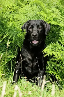 Labrador Prints: Dog. Black labrador sitting in ferns