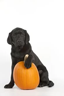 DOG - Black labrador sitting with a pumpkin