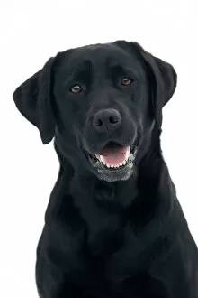 Smiling Gallery: Dog - Black Labrador in studio