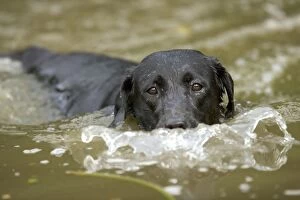 Images Dated 7th August 2005: Dog - Black Labrador - swimming
