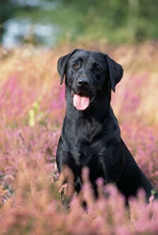 DOG - black Labrador with tongue out