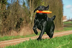 Dog - Black labrador with toy