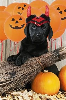 DOG - Black Labrador wearing devil hat with broom