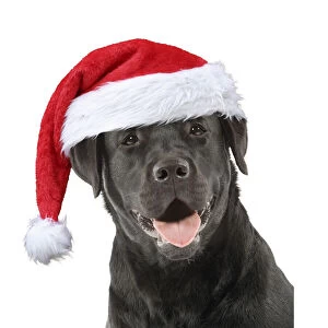 Images Dated 31st March 2020: Dog - Black Labrador wearing a red Christmas hat