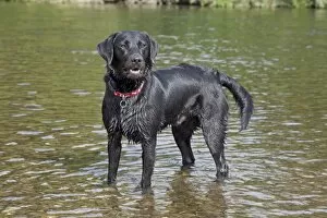 Exercising Gallery: Dog - Black Labrador - wet - standing in River Wye