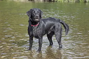 Dog - Black Labrador - wet - standing in River Wye - Hoarwithy - Herefordshire - UK