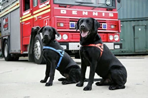 Working Collection: Dog - Black Labradors by Fire Engine