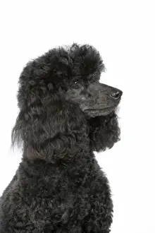 Poodle Prints: Dog. Black poodle