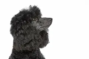 Dog. Black poodle
