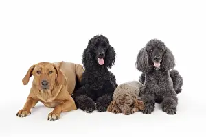 DOG. Black poodle, grey poodle, brown miniature poodle and dog