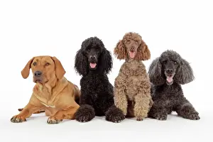 Happy Prints: DOG. Black poodle, grey poodle, brown miniature poodle and dog