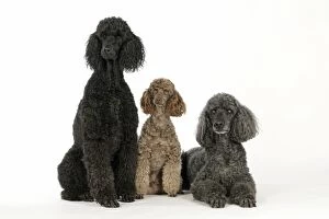 Images Dated 30th July 2007: DOG. Black poodle, grey poodle and brown miniature poodle