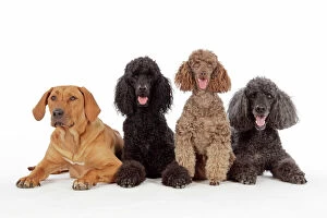 DOG. Black poodle, grey poodle, brown miniature poodle and dog