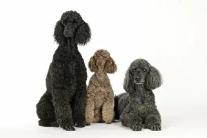 DOG. Black poodle, grey poodle and brown miniature poodle