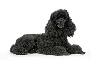 Poodle Collection: Dog. Black poodle laying down