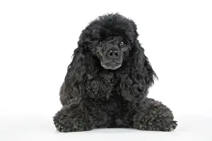 Dog. Black poodle laying down