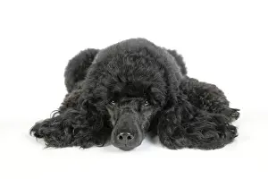Poodle Prints: Dog. Black poodle laying down