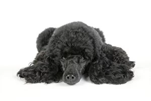 Dog. Black poodle lying down