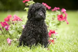 Dog - Black poodle outside in garden