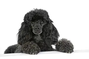 Dog. Black poodle with paws over ledge