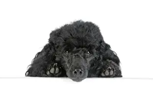Dog. Black poodle with paws over ledge
