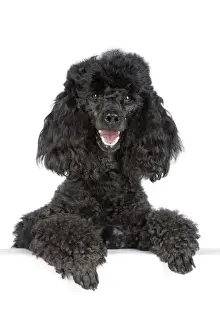 Dog. Black poodle with paws over ledge