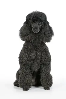 Dog. Black poodle sitting down