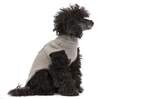 Dog - Black Poodle wearing knitted jumper