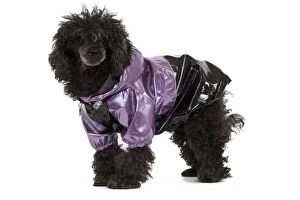 Dog - black Poodle wearing shiny purple jacket