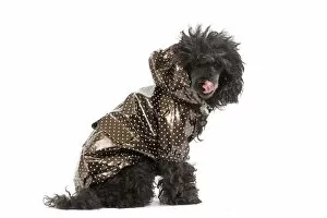 Dog - black Poodle weariny shiny jacket in studio