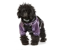 Images Dated 10th October 2009: Dog - black Poodle weariny shiny purple jacket in studio