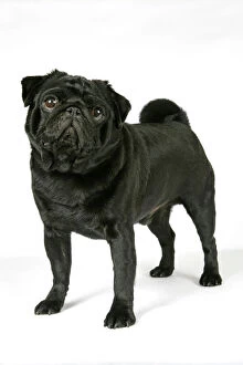 Images Dated 12th September 2007: DOG. Black pug
