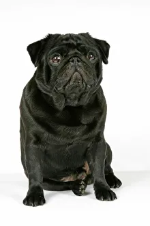 Images Dated 12th September 2007: DOG. Black pug