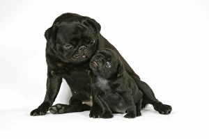 Images Dated 12th September 2007: DOG. Black pug with black puppy (6 weeks old)