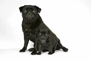 DOG. Black pug with black puppy (6 weeks old)