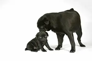 Pug Prints: DOG. Black pug with black puppy (6 weeks old)