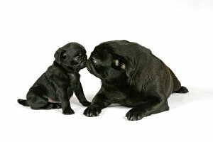 DOG. Black pug with black puppy (6 weeks old) looking at each other