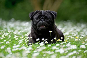 Daisy Gallery: Dog - Black Pug in daisies