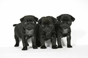 Images Dated 12th September 2007: DOG. Three black pug puppies (6 weeks old)