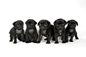 Latest Images March 2017 Collection: DOG. Five black pug puppies (6 weeks old)
