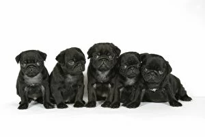 Images Dated 12th September 2007: DOG. Five black pug puppies (6 weeks old)