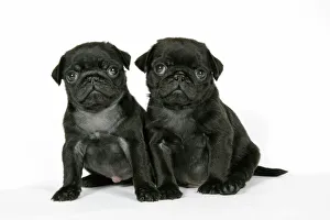 Images Dated 12th September 2007: DOG. Two black pug puppies (6 weeks old)