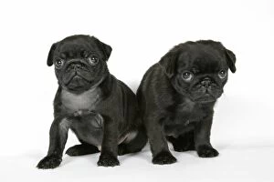 Images Dated 12th September 2007: DOG. Two black pug puppies (6 weeks old)