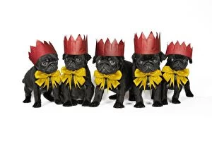 Bows Gallery: DOG. Five black pug puppies (6 weeks old) wearing