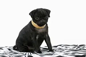 Pugs Prints: DOG. Black Pug puppy ( 12 wks old ) wearing a necklace